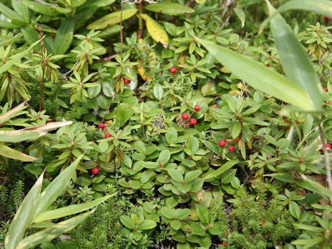 Gaultheria adenothrix