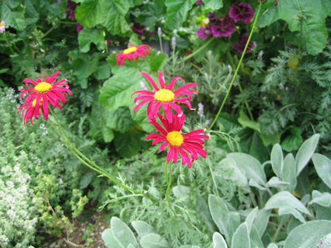 Pyrethrum coccineum