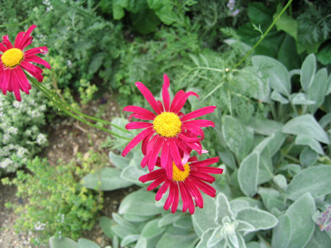 Pyrethrum coccineum