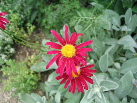 Pyrethrum coccineum