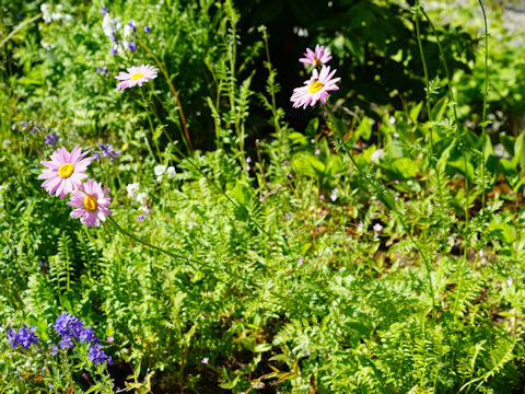 Pyrethrum coccineum