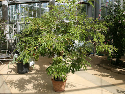 Cojoba arborea var. angustifolia