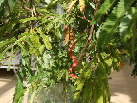 Cojoba arborea var. angustifolia