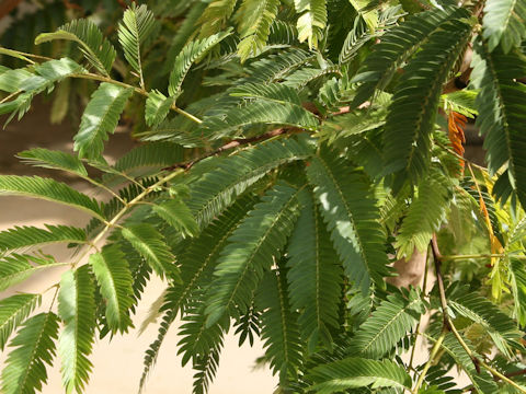 Cojoba arborea var. angustifolia