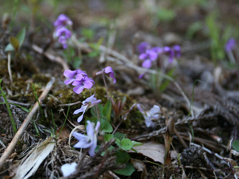 Viola phalacrocarpa