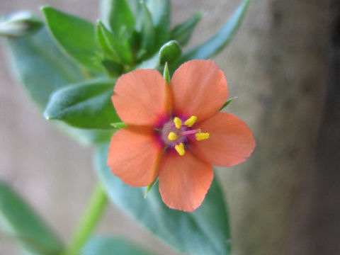 Anagallis arvensis f. phoenicea