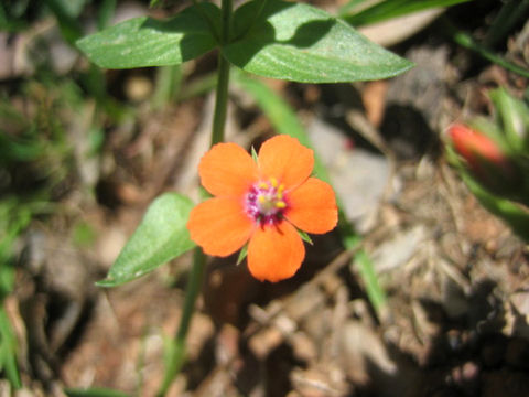 Anagallis arvensis f. phoenicea