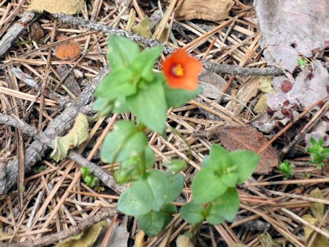 Anagallis arvensis f. phoenicea