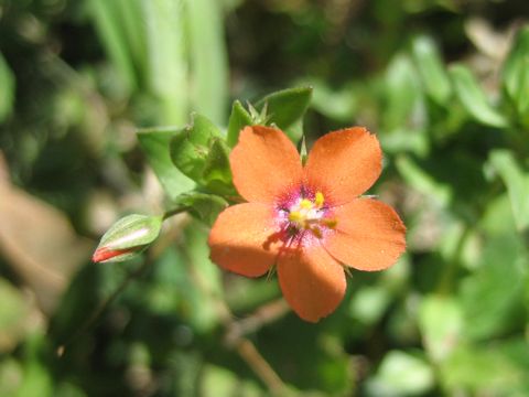 Anagallis arvensis f. phoenicea