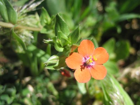 Anagallis arvensis f. phoenicea