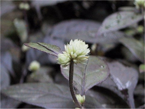 Alternanthera dentata