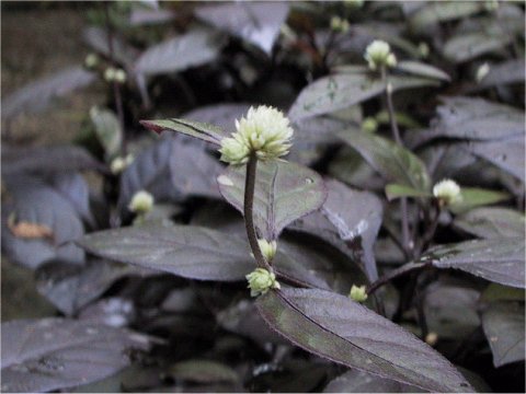 Alternanthera dentata