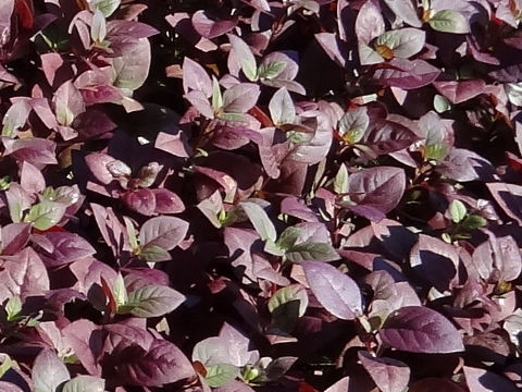 Alternanthera dentata cv. Little Ruby