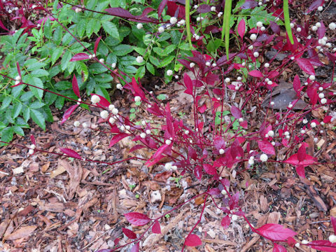 Alternanthera dentata