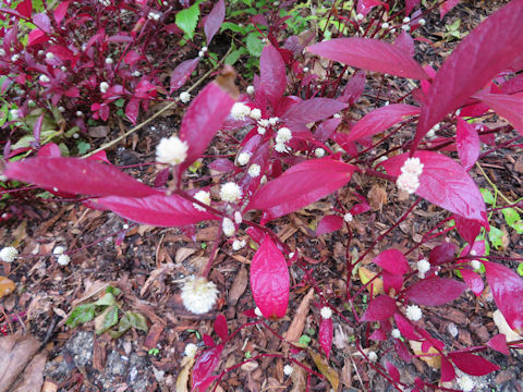 Alternanthera dentata