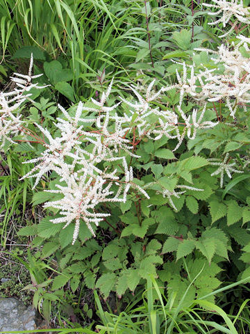 Astilbe thunbergii var. thunbergii