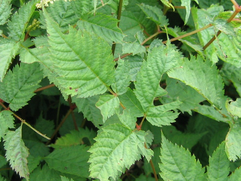 Astilbe thunbergii var. thunbergii