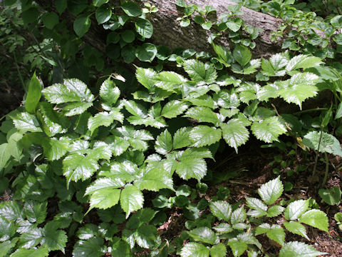 Astilbe thunbergii var. thunbergii