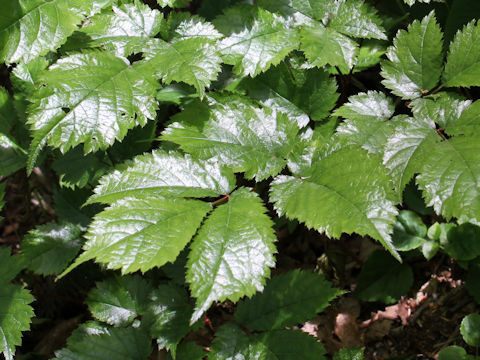 Astilbe thunbergii var. thunbergii