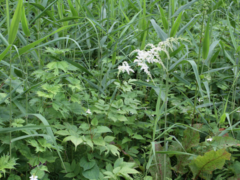 Astilbe thunbergii var. thunbergii