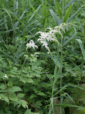 Astilbe thunbergii var. thunbergii