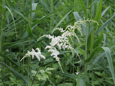 Astilbe thunbergii var. thunbergii