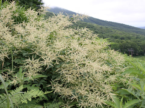 Astilbe thunbergii var. thunbergii