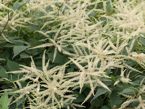 Astilbe thunbergii var. thunbergii