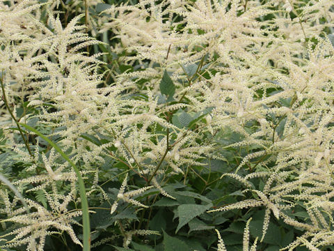 Astilbe thunbergii var. thunbergii