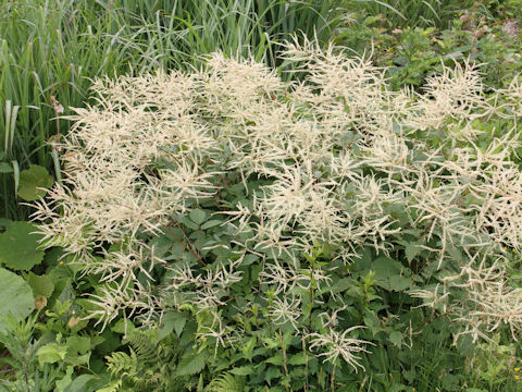 Astilbe thunbergii var. thunbergii