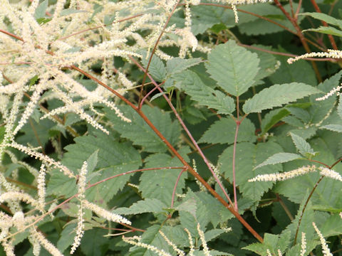 Astilbe thunbergii var. thunbergii