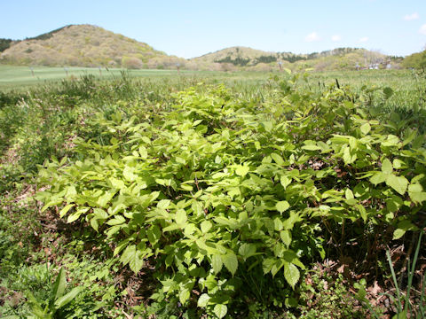 Astilbe thunbergii var. thunbergii