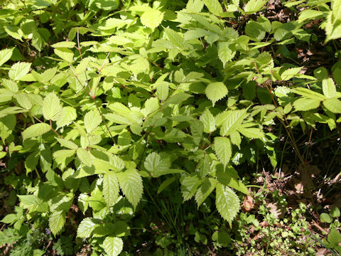 Astilbe thunbergii var. thunbergii