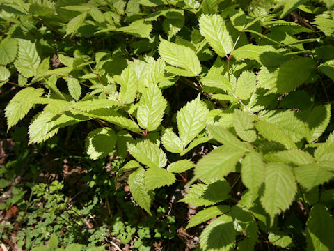 Astilbe thunbergii var. thunbergii