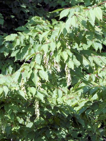 Carpinus laxiflora