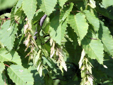 Carpinus laxiflora