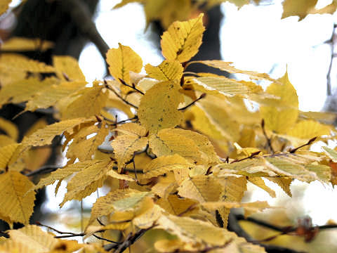 Carpinus laxiflora