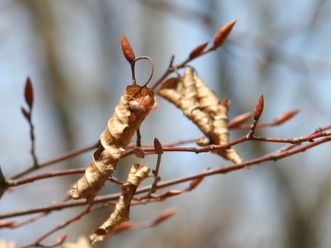 Carpinus laxiflora