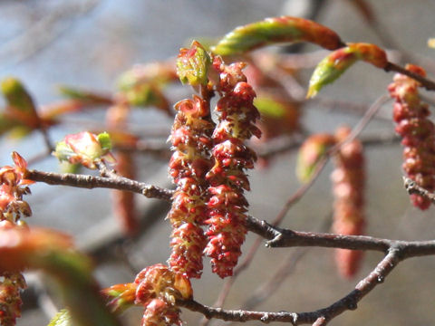 Carpinus laxiflora