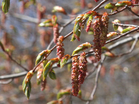 Carpinus laxiflora