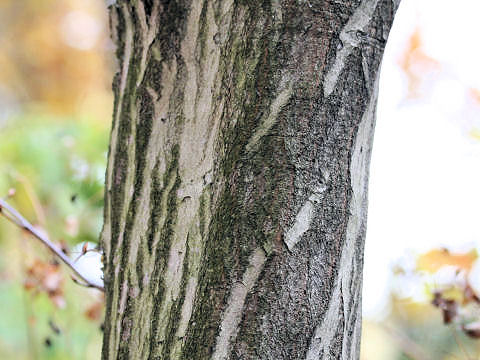 Carpinus laxiflora