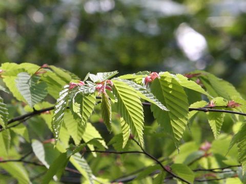 Carpinus laxiflora