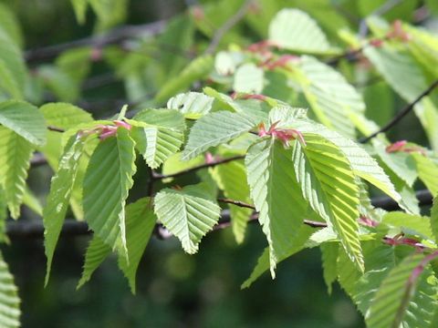 Carpinus laxiflora