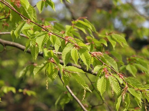 Carpinus laxiflora