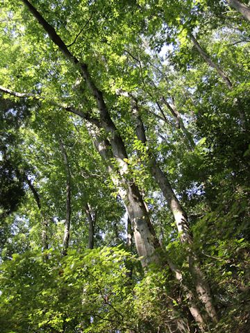 Carpinus laxiflora