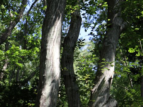 Carpinus laxiflora