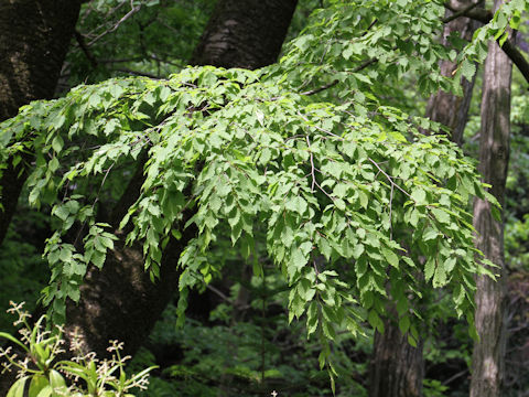 Carpinus laxiflora