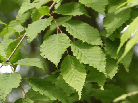 Carpinus laxiflora