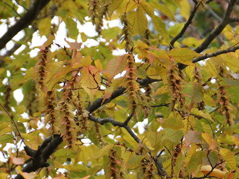 Carpinus laxiflora