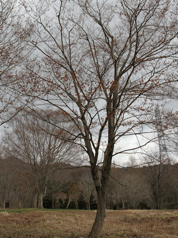 Carpinus laxiflora